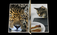 'Cats!' AV sequence - image2