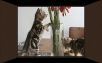 'Cats!' AV sequence - image5