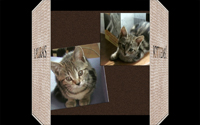 'Cats!' AV sequence - image6