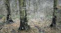 Woodland
